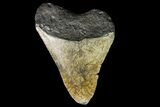 Serrated, Megalodon Tooth - Bargain Tooth #76348-1